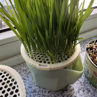 Hierarchical Design Cat Grass Cultivation Cup with Soilless Cultivation Reusable Catnip Growing Container Seed Germination Tray