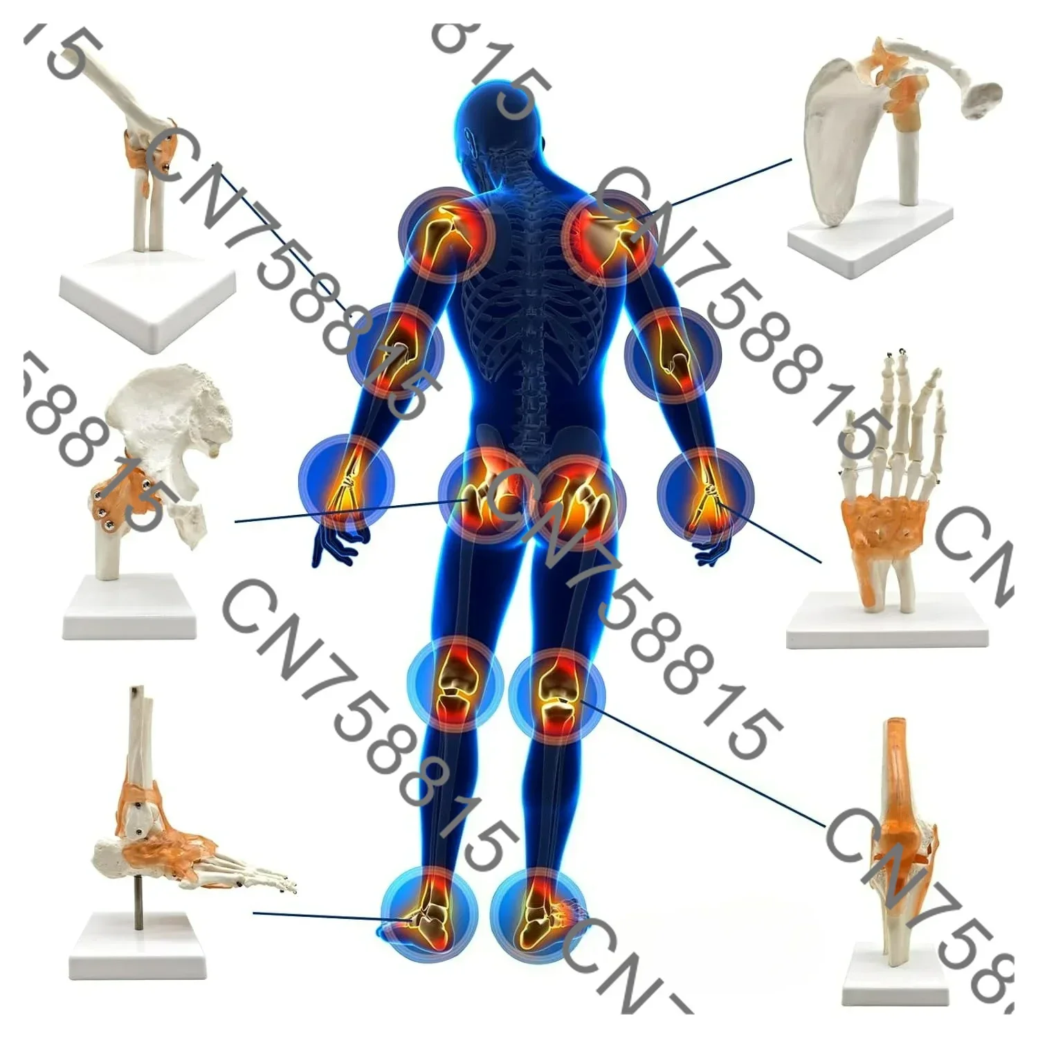 Medical teaching supplies, human joint models, knees/shoulders/elbows/hands/feet/hips, bones and ligaments
