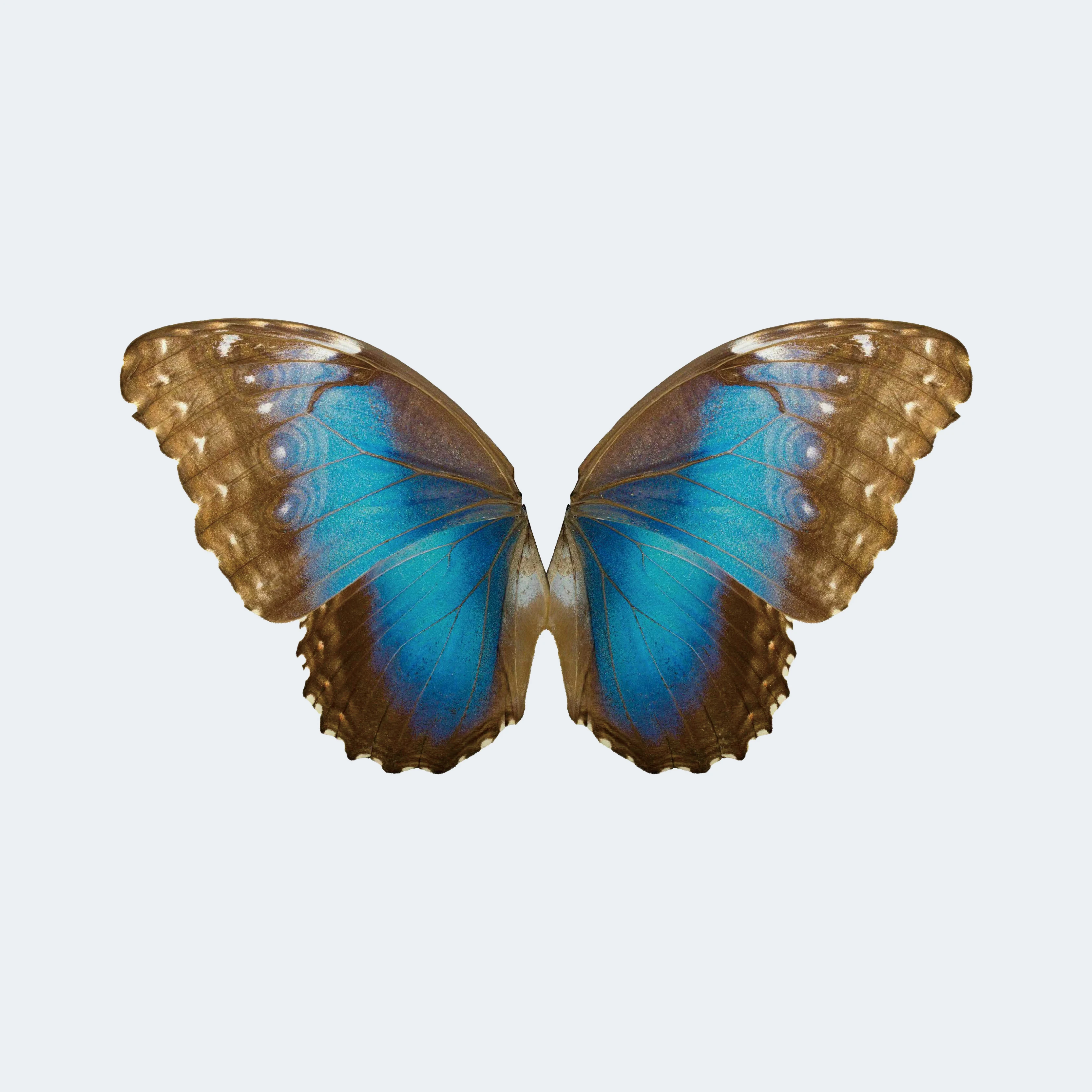RC Bionic Flapping-Wing Butterfly 78 * 48 mm by Remote Control for Festive Gifts or Wedding Decorations