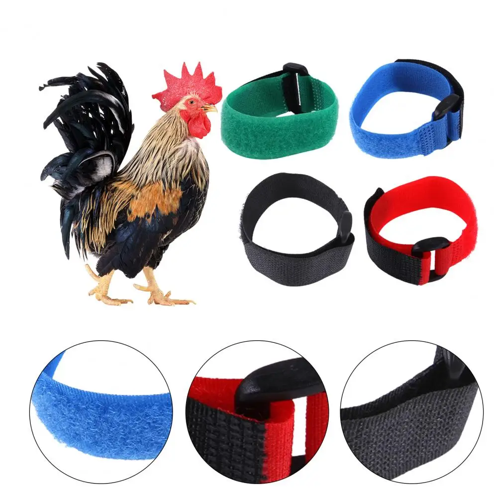 Simple Operation 4 Colors Rooster Chicken Poultry Neck Collar Belt for Duck