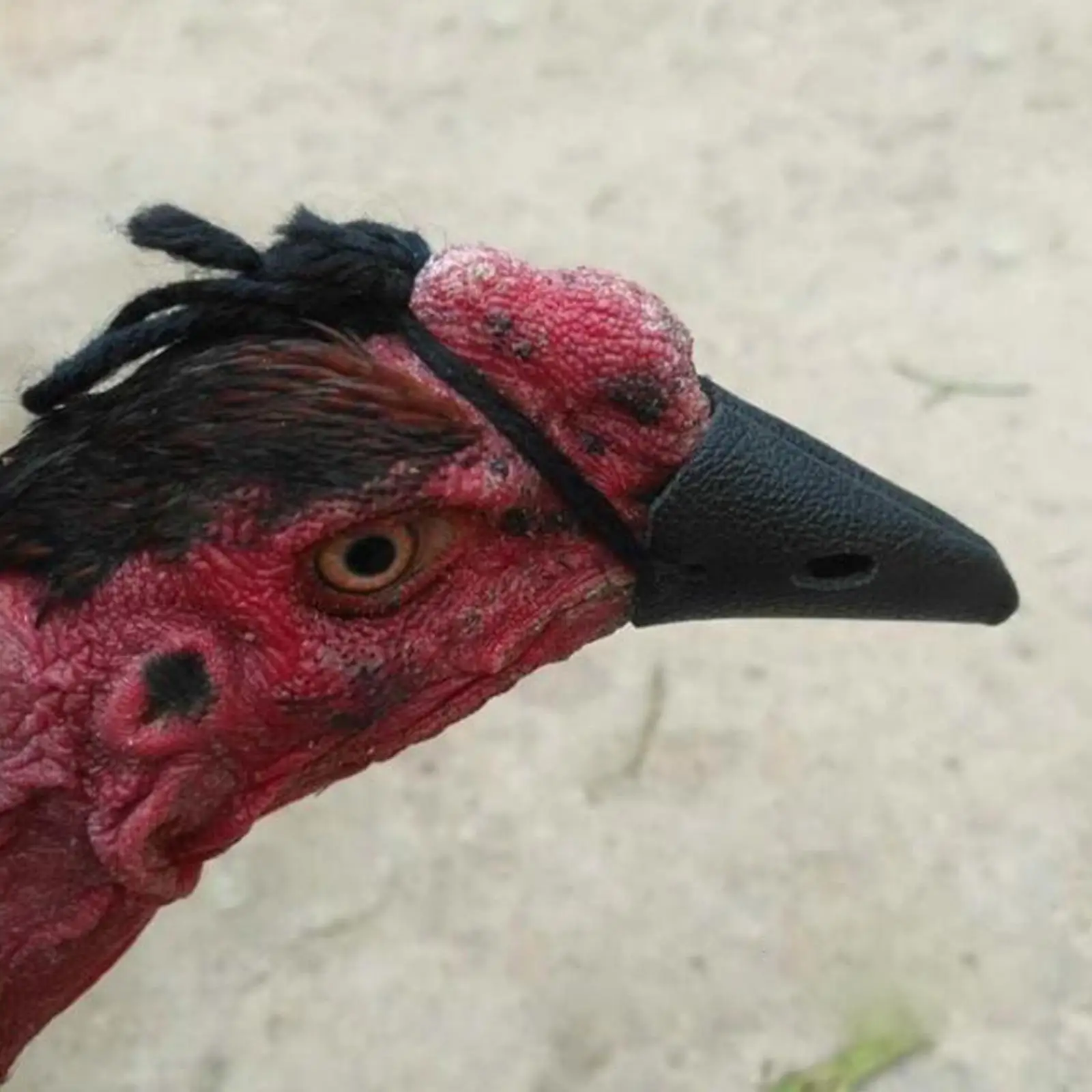 Guante de seguridad de lana para protección de patas de gallos en peleas, accesorio para gallineros
