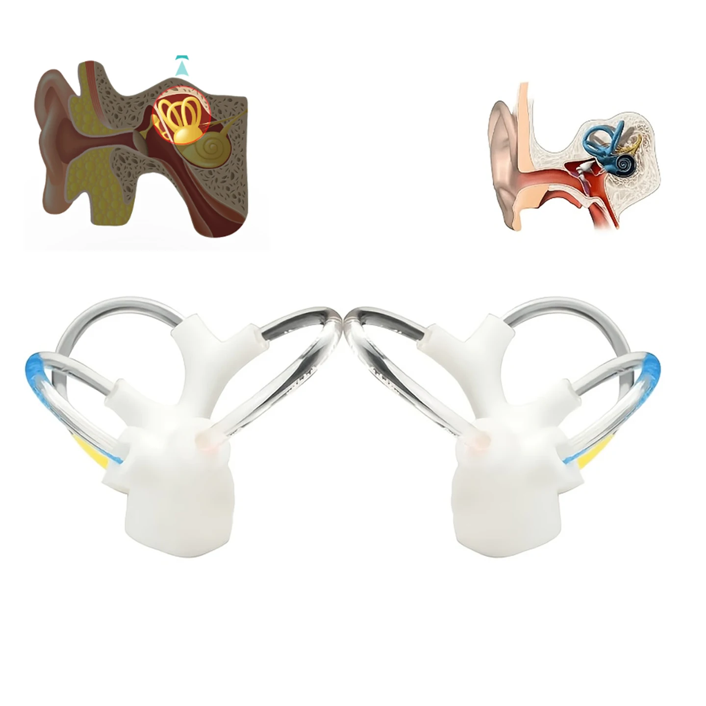 Human Inner Ear Model - Semicircular Canals Cochlea Otolith Organs - Vestibular Training Tool for Rehabilitation & Otolithiasis