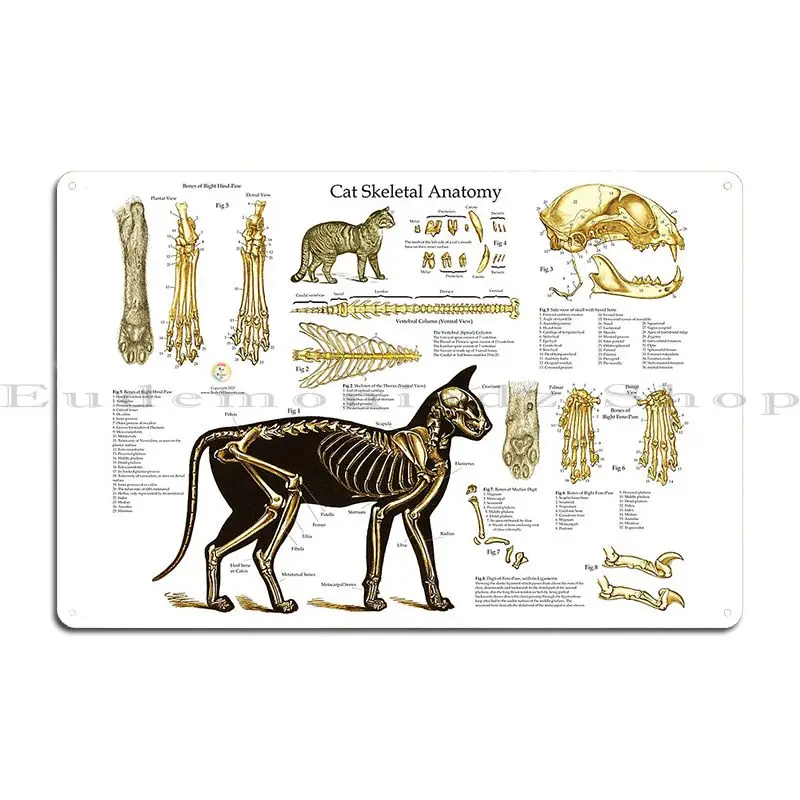 Cat Skeletal Anatomy Veterinary Wall Chart Bodyofelements Metal Plaque Poster Classic Create Club Design Pub Tin Sign Poster