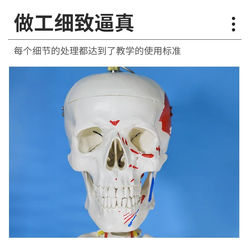 Adult human skeleton model 170CM big white skull specimen teaching whole body skeleton