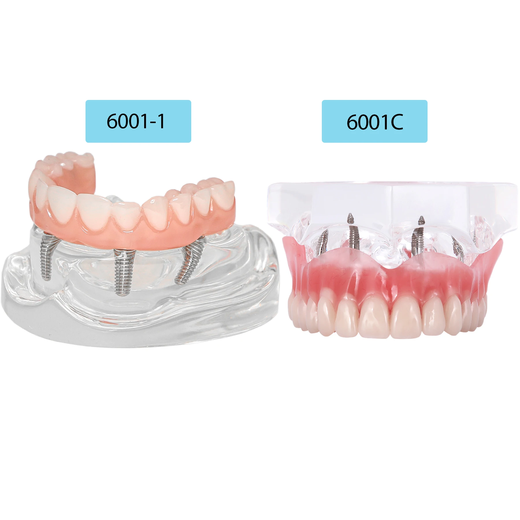 Thumbnail 2 - #26 Latest Dental Teaching Models Offers