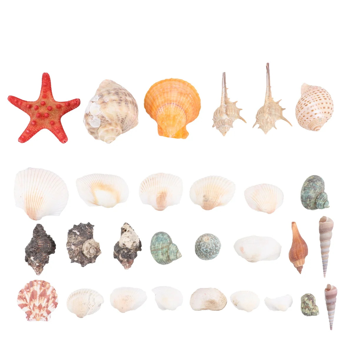 

Natural Ocean Beach Conch Shells Mixed 350g Seashells Vase Fillers Decorative Shell Ornaments Sea Style Landscape Accessories
