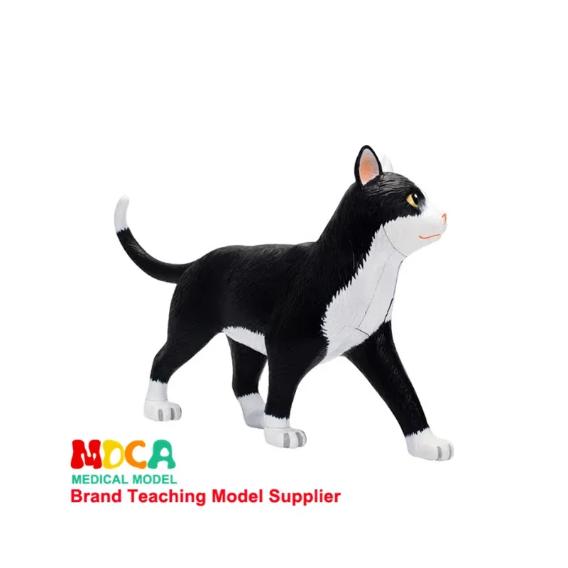 4D MASTER Anatomical Model of Black and White Cat Puzzle Assembly Toy Simulation Animal Biological Organs Medical Teaching