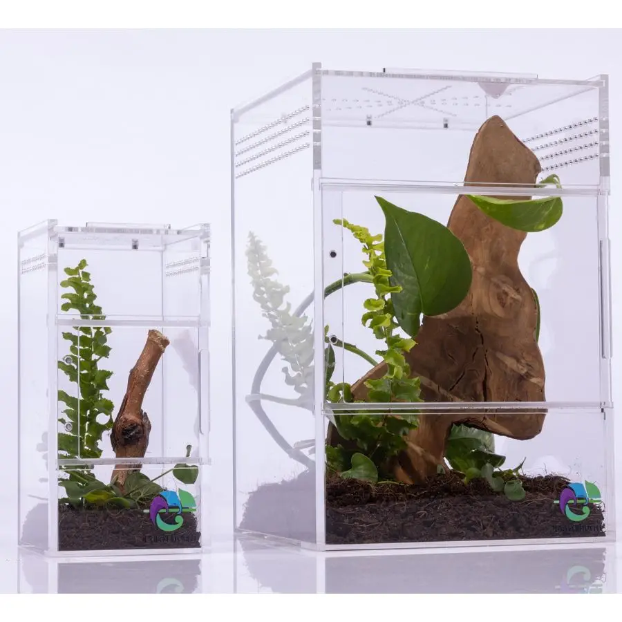 

Террариум для пауков-скакунов, набор для содержания и террариум для древесных тарантулов