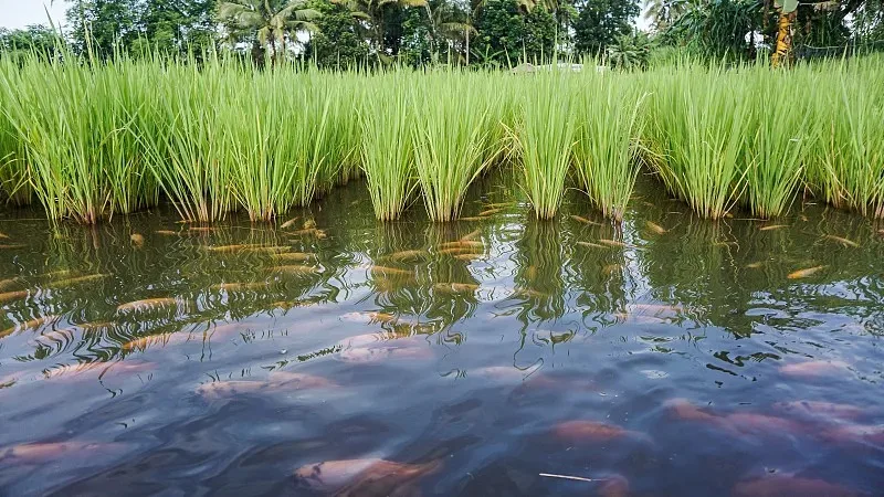 

Запчасти для WLtoys 144001, 124019, 124017, A959: 4 шт. дорожных пенополиуретановых шин 68 мм с креплением под 12-мм шестигранник для радиоуправляемых машин масштаба 1/16, 1/14, 1/12.