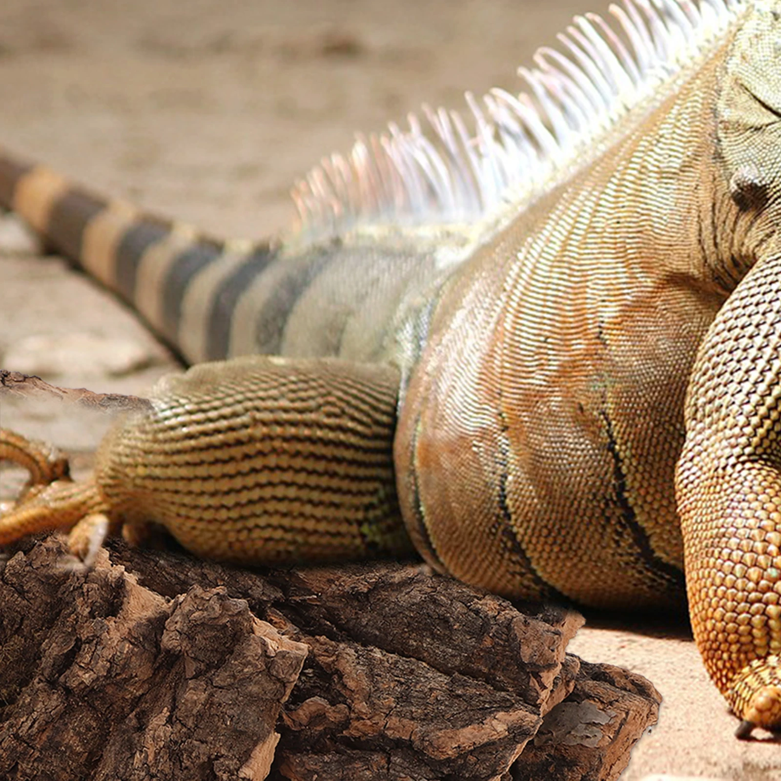 

4Pcs Reptile Climb Bark Platform Safe Natural Pet Cage Landscape Decor Feeding Box Ornament for Terrarium Lizard Gecko Bearded