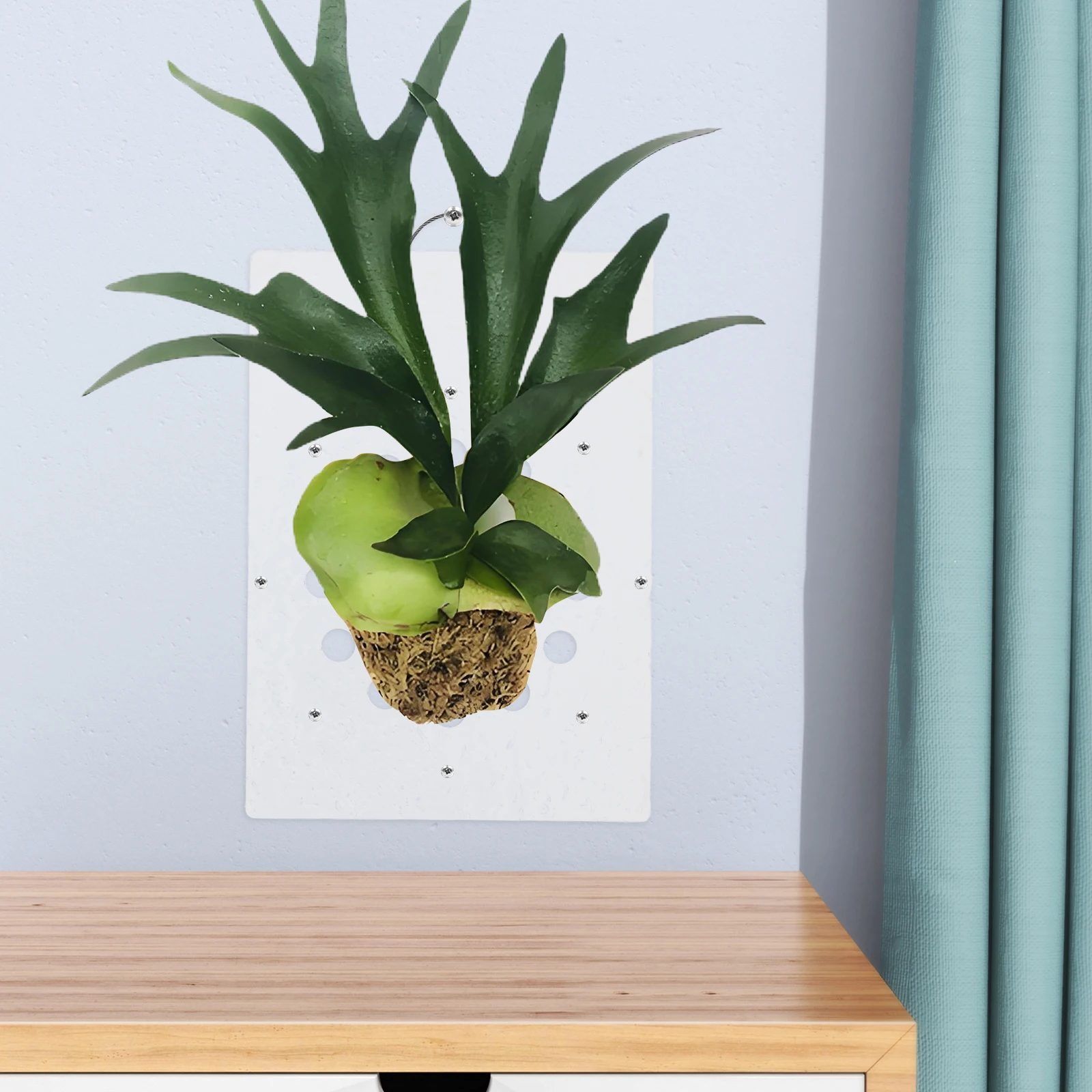 

1Set Acrylic Plant Mounting Board Wall Hanging Display for Orchid Fern Stag Horn Ferns Space Saving Vertical Garden Decor