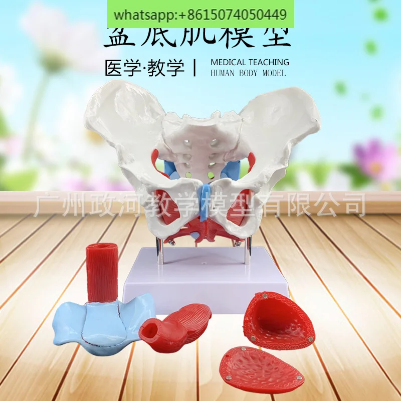 Female pelvic muscle model and pelvic floor muscle model uterus model pelvic delivery midwifery teaching