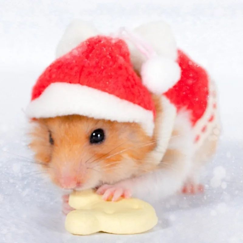 Hamster Guinea Pig Christmas Cap Costume Mini Small Pet Hat Xmas Headwear Pet Outfits for Chinchilla Rabbit Hedgehog