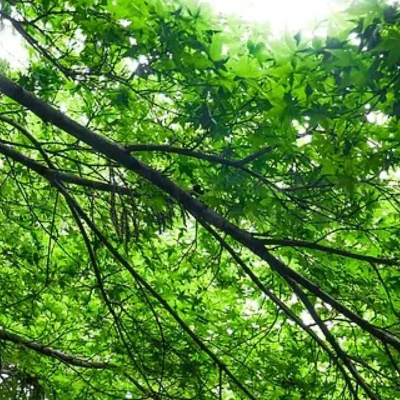 

GEPRC Tern-LR40 O4 Pro Upgrade Kit Parts Suitable 4 Inches Replacement Repair Part Molded RC DIY FPV Freestyle Drone