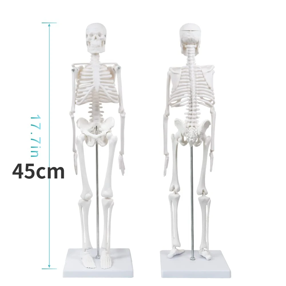 45CM Human Skeleton Model Anatomical Anatomy human Flexible Medical anatomical boneco toy in medical science supplies