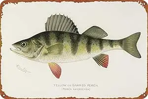 Yellow Or Barred Perch Per Game Poster Tin Metal Sign Vintage Wall Plaque Decor 8x12 Inch