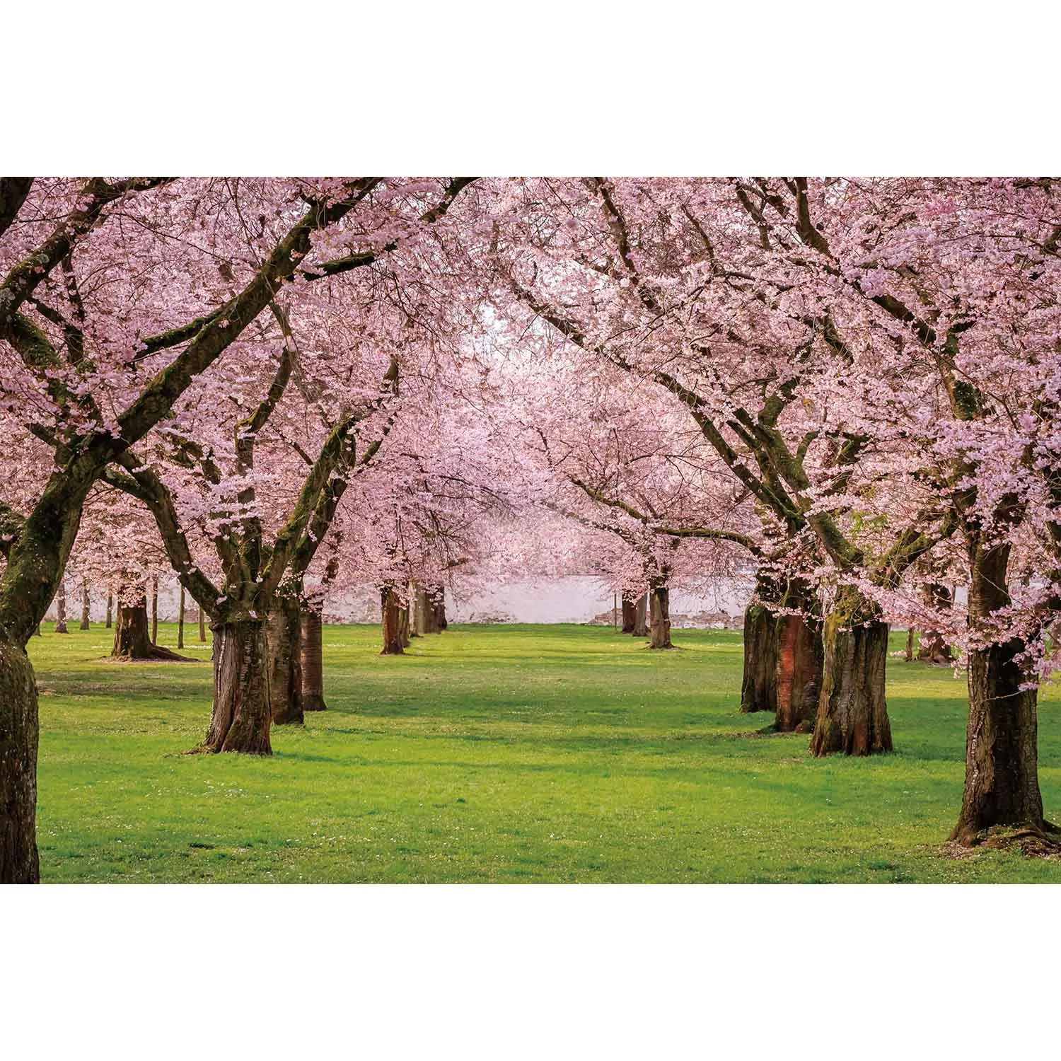 Природа, зеленый лес, трава, фон для фотосъемки, весна-лето, парк, пейзаж, домашний сад, вечерние украшения, фотофон SL-01