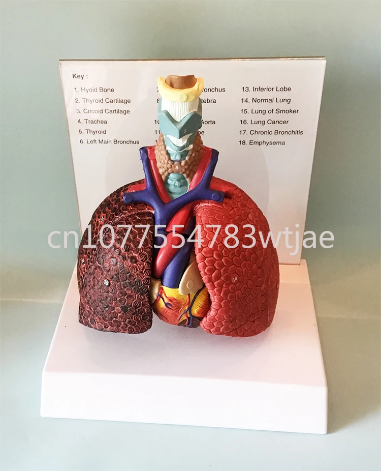 Teaching of Medical Thoracic Surgery for Heart, Throat, Tracheal, Lymph Nodes in Human Throat, Heart, Lung, and Lung Models