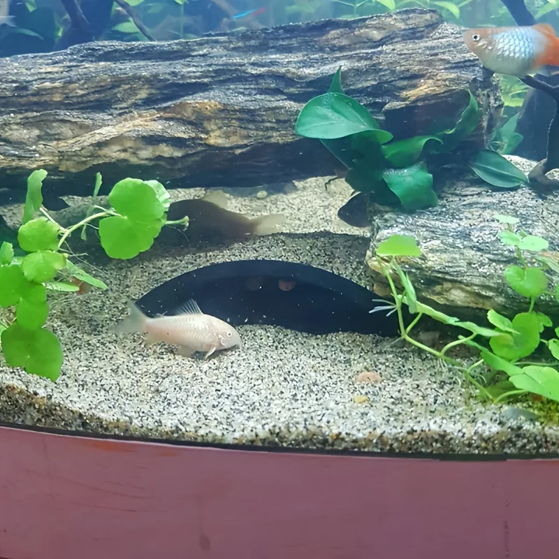 Прочное украшение для аквариума, обеспечивает безопасное привычное средство для аквариумных домашних животных, улучшает ощущение игры в рыбу и отдых, подходит. Прочное украшение для аквариума, обеспечивает безопасное привычное средство для аквариумных домашних животных, улучшает ощущение игры в рыбу и отдых, подходит.