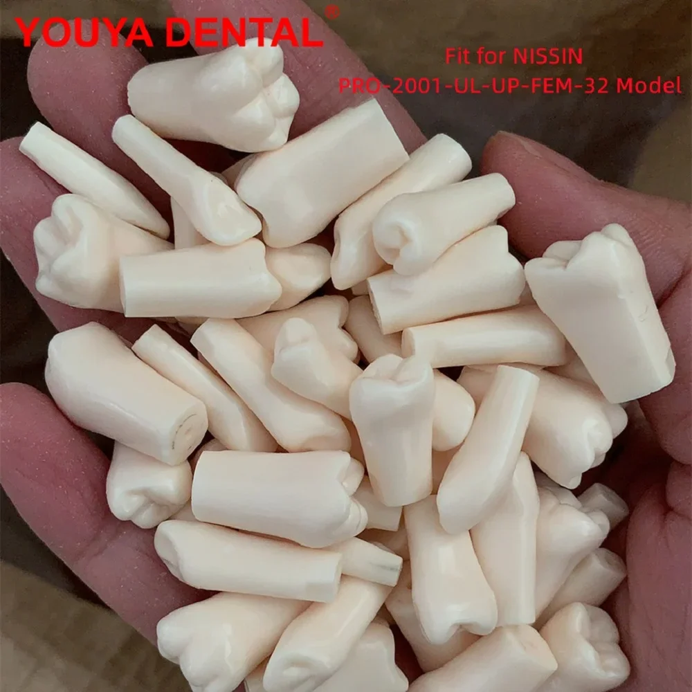 32pcs Teeth Model For Dental Technician Training Compatibly Nissin Resin Dental Model Practice Study Teaching Dentistry Products