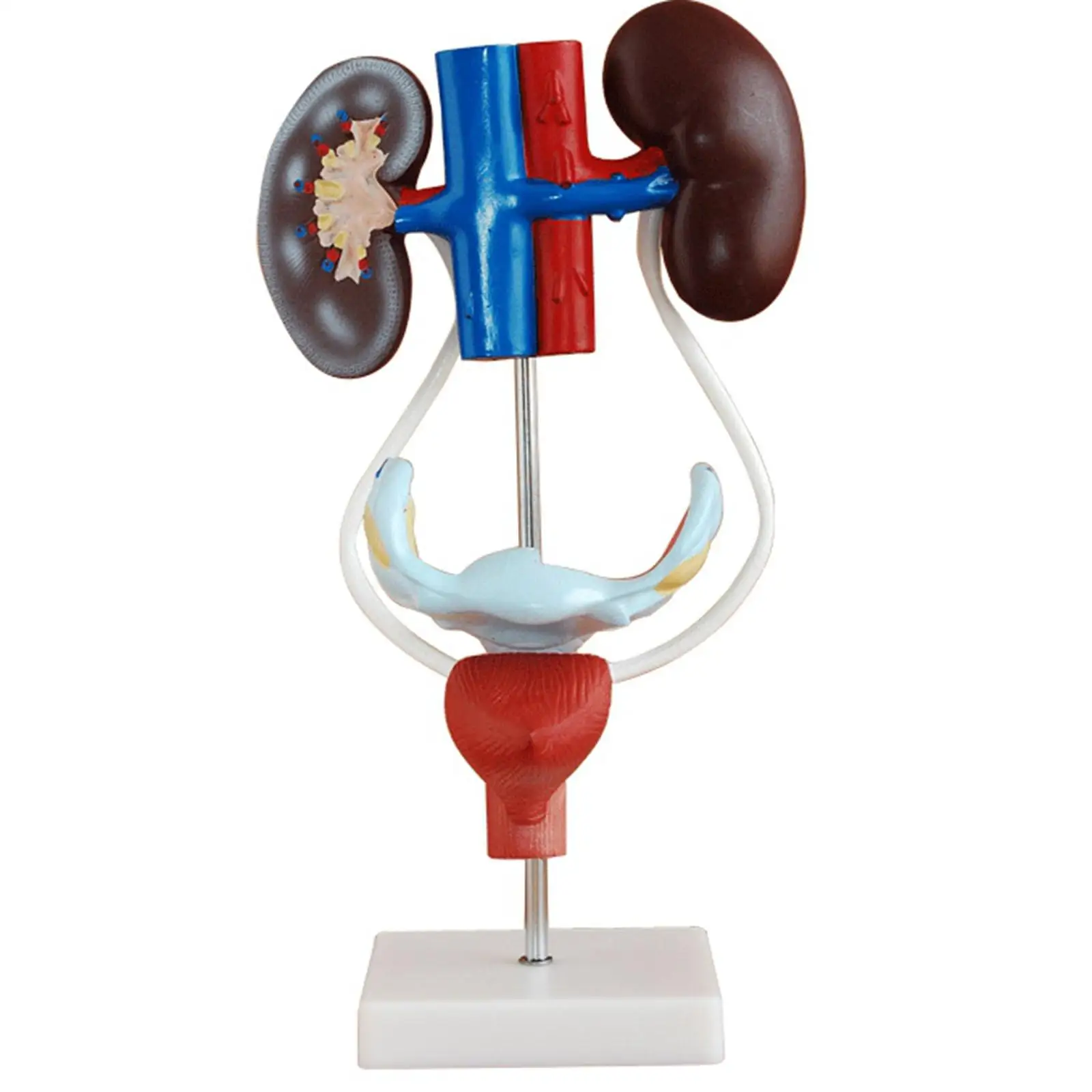 Female Three Dimensional Urinary System Model With Artery Vein Kidney Medical