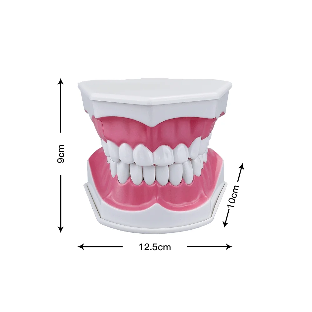 Dental Demonstration Model Standard Brushing Teeth Teaching Study Model With Toothbrush Dentistry Oral Medical Education Tools