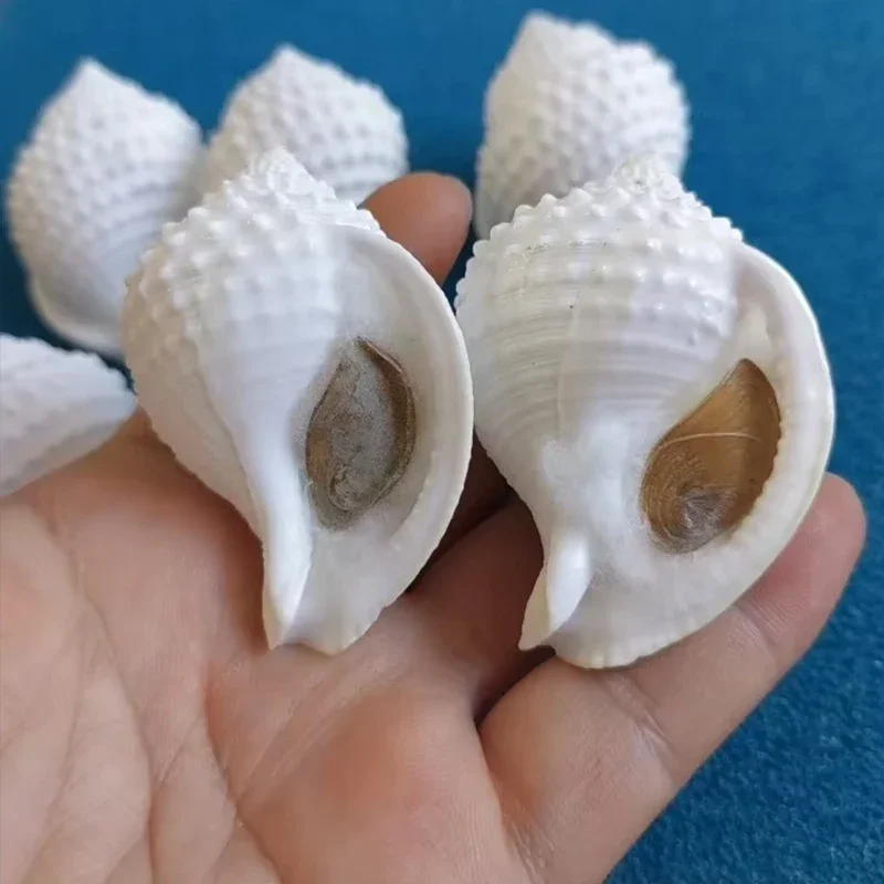 1PC Natural 5cm Conch Shells Peanuts Snails Fish Tank Landscaping Floor Decorations Shooting Props Sea Shells Gift
