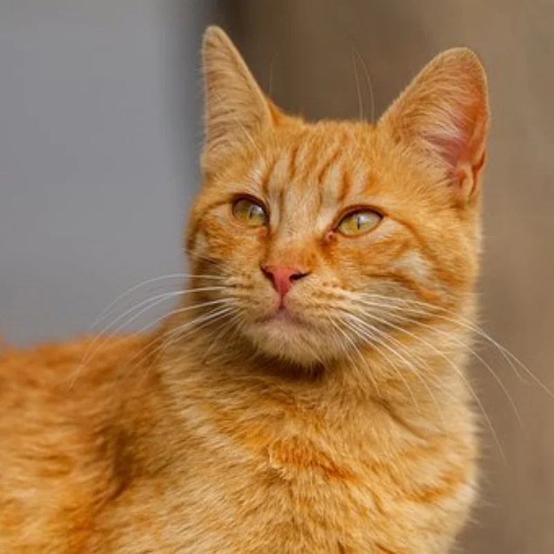 

Металлическая броня шасси для HAIBOXING HBX 3100A 3101A 3103A 1/16, детали для обновления радиоуправляемого автомобиля, аксессуары