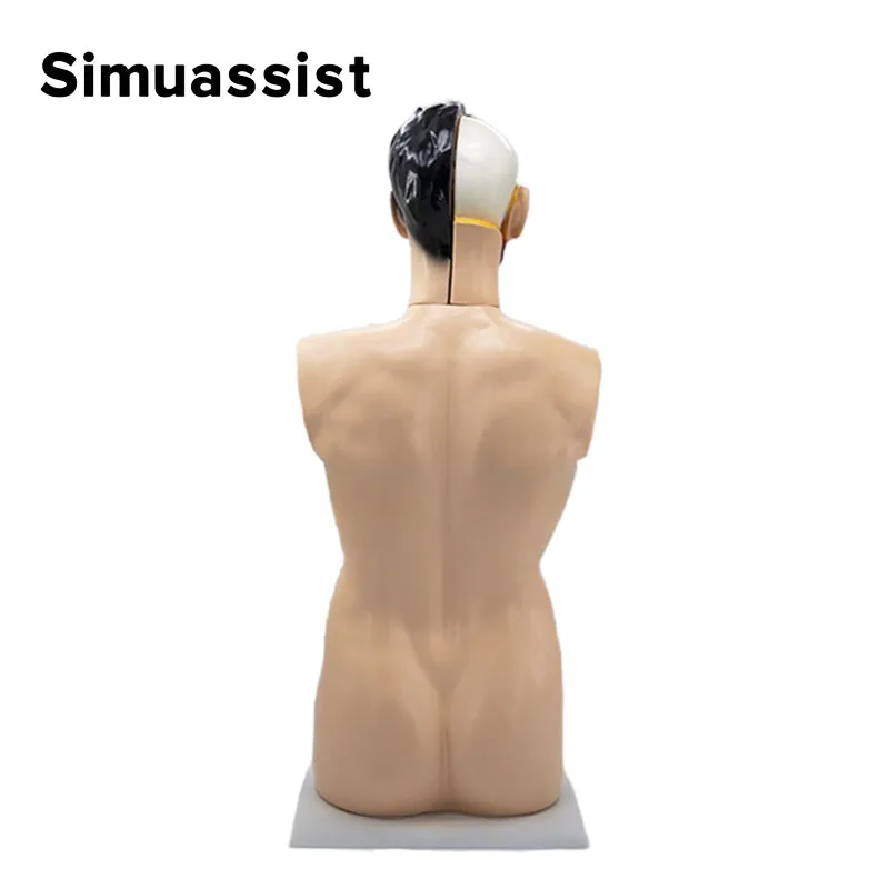 85CM Male Torso Model with Viscera 19Parts Human Gender Torso Viscera Anatomical Model Disassembled