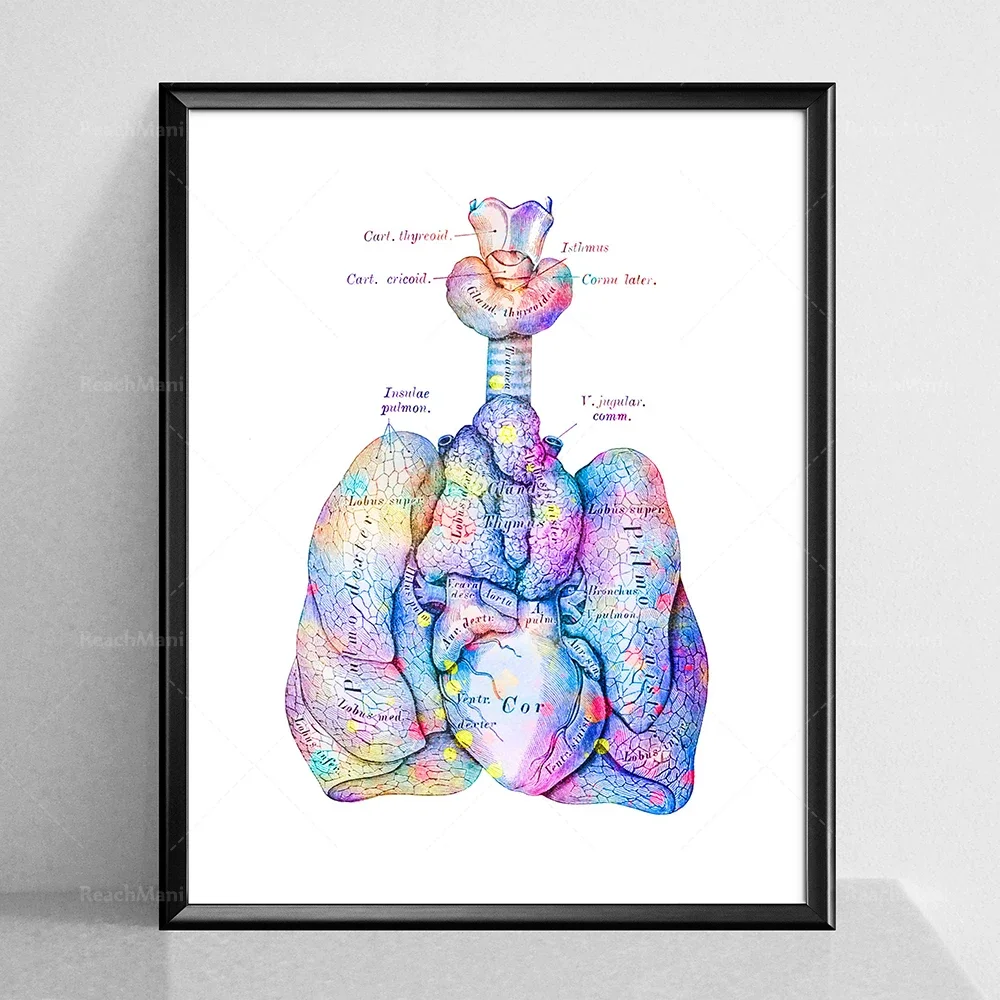 Respiratory System Anatomy Poster Anatomical Lungs Print Trachea Art Larynx Print Pulmonologist Gift Art Medical Clinic Decor