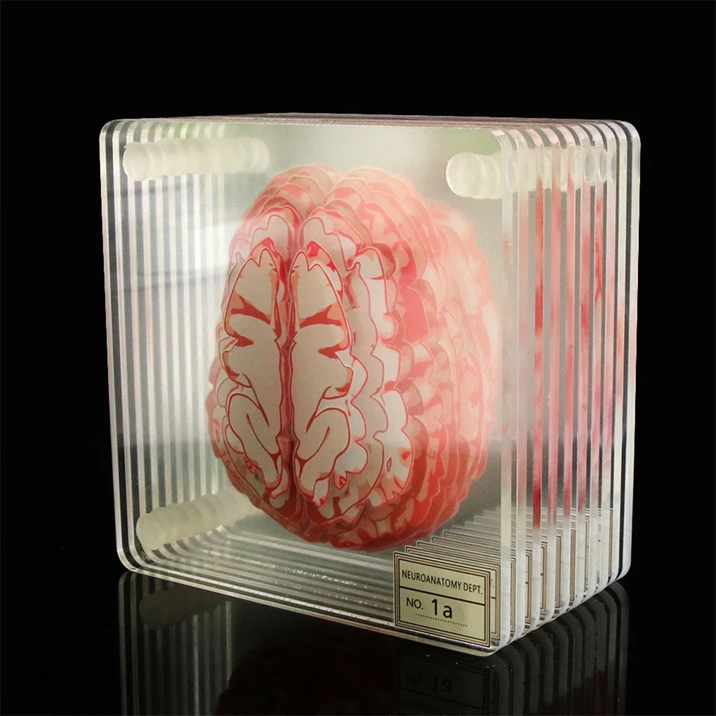 

10PCS Coasters Organ Brain Specimen Handwash Table Coaster Lightweight Square Cup Mat Bar Living Decoration Office Mugs