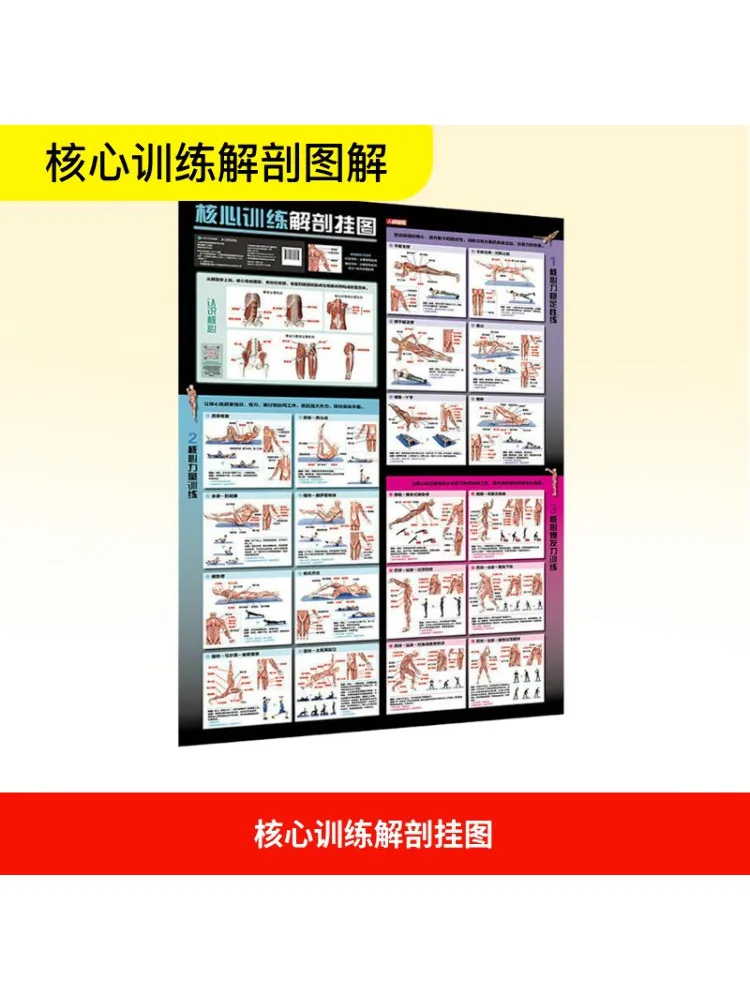 Książka-Winshare Core Training Anatomy Wall Chart