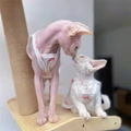 2pcs