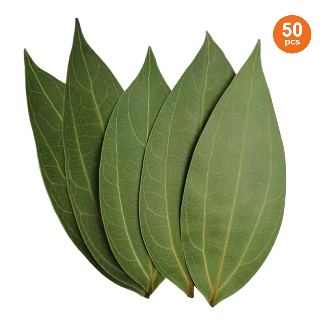50 pièces d'échantillons de feuilles vertes séchées pressées, gravure laser naturelle, matériau DIY pour artisanat de portrait, cadeau personnalisé, fournitures pour graveur laser