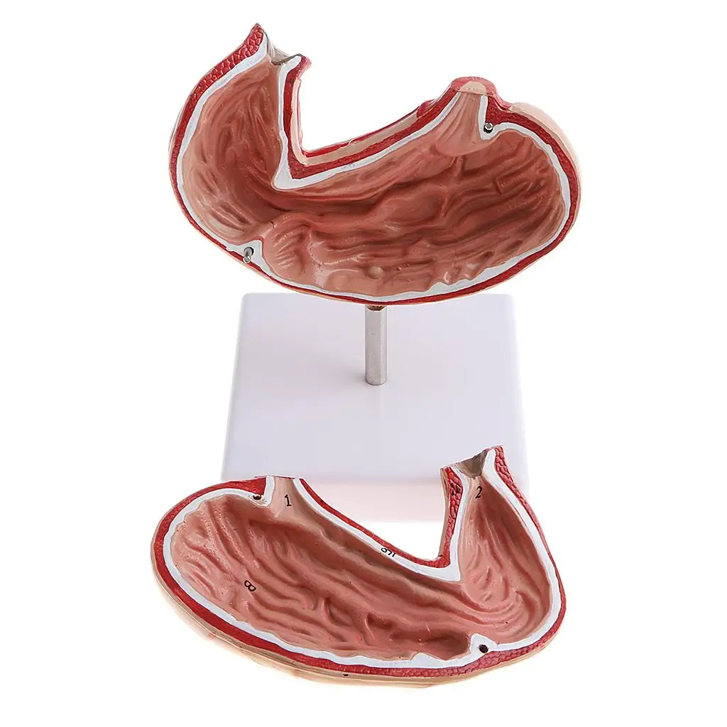 Modello di stomaco umano a grandezza naturale (2 parti) - Modello contrassegnato con numeri della struttura dello stomaco 1:1 per l'anatomia