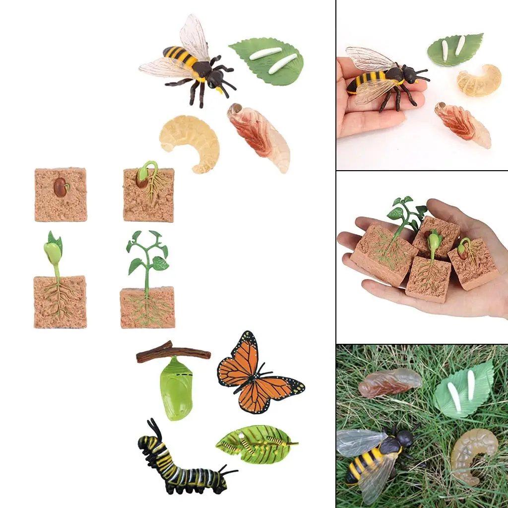 Figuras de proceso de crecimiento de animales y plantas para niños, modelos de juguete, juego de aprendizaje