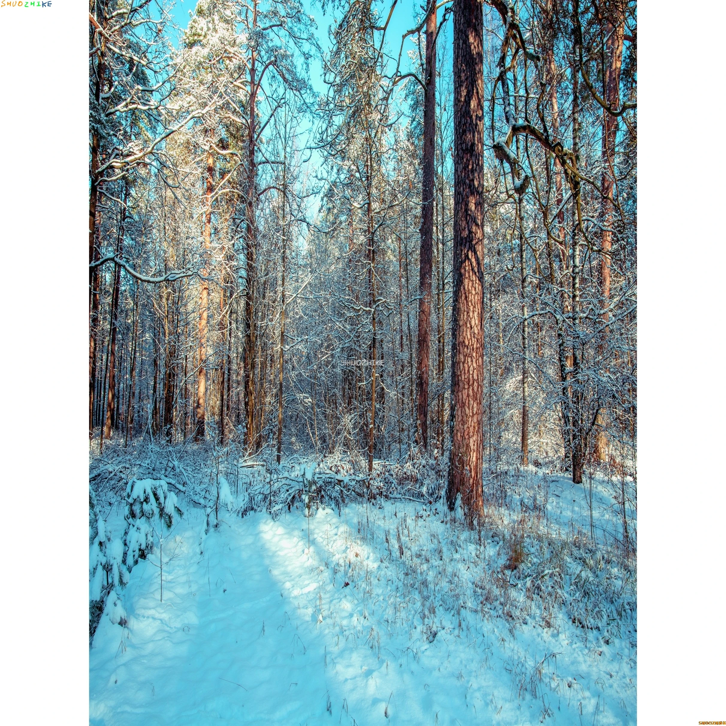 قطرات خلفية للتصوير الفوتوغرافي للغابات الشتوية ، طريق مغطى بالثلوج ، ندف الثلج ، أشجار التنوب ، خلفية الصورة ،