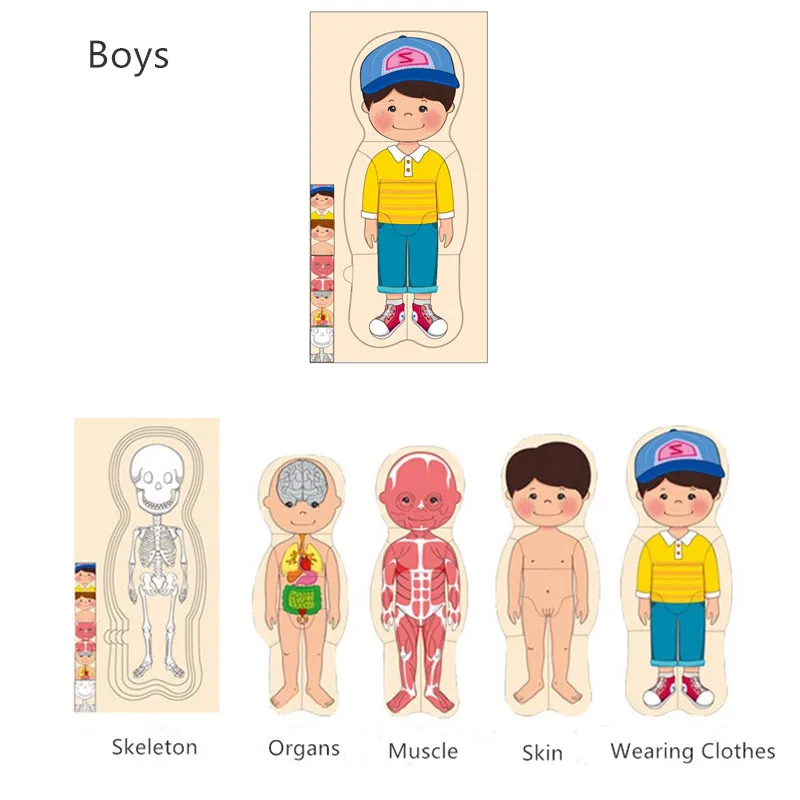 Wooden Human Body Puzzles for Toddlers 28 Piece Anatomy Puzzle Skeleton Human Body for Kids Educational Learning Preschool Toys