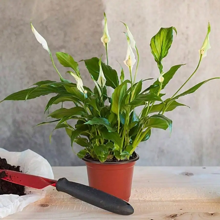 - Pack 6 Inch Plastic Nursery Pots Come with Pcs Labels, Seedling Flower Plant Container and Seed Starting Pots