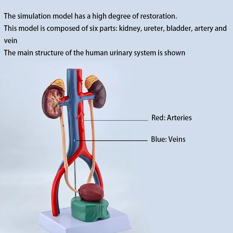 Human Urinary System Anatomy Model Kidney Ureter Bladder Urethra Anatomical Model Medical Science Teaching Resources