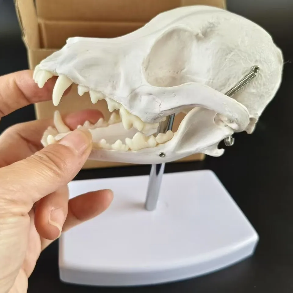 

Череп волка, собака, модель черепа, собачья кость, образец собачьей кости, предмет для отображения домашних животных