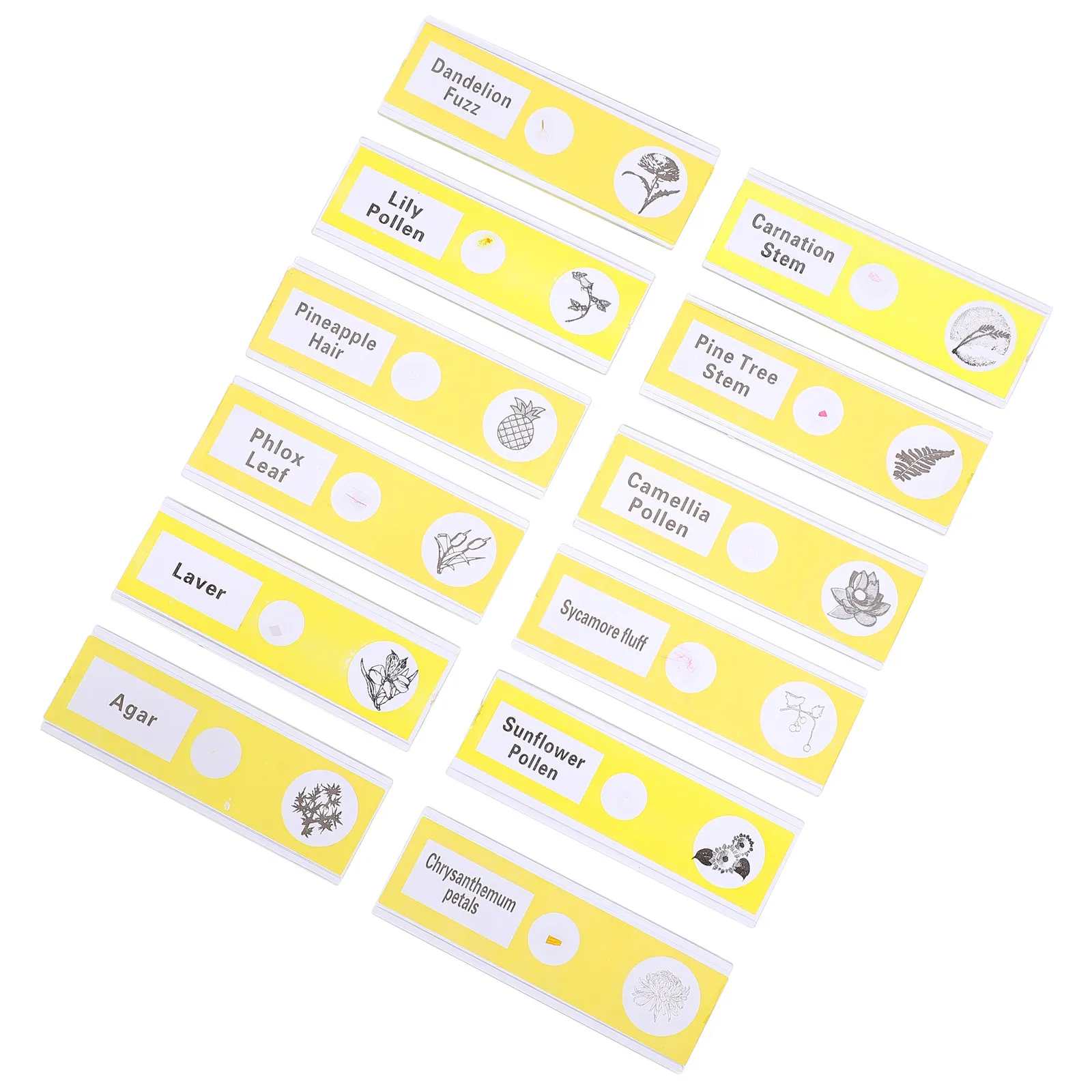 12Pcs Prepared Microscope Slides Plant sample Sample Collection for Kids Entry-Level Exploration Plastic Safe