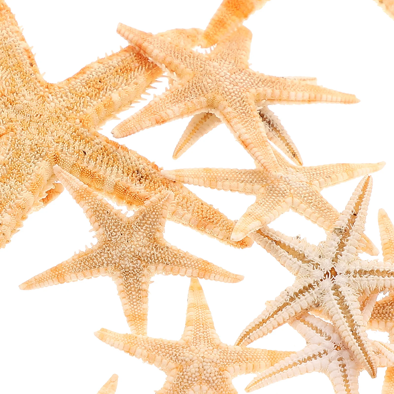 

100 Pcs Decoration Shell Tropical Coastal Tank Shells Ocean Seashells for Craft Beach Themed Seaside