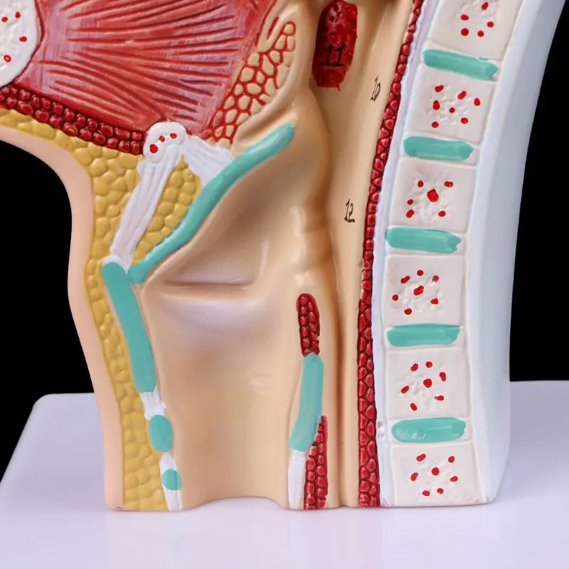 Narzędzie do nauczania anatomii ludzkiej jamy nosowej i gardła Model medyczny