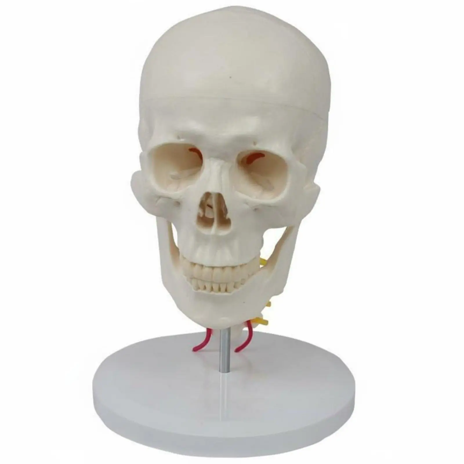 skull-and-neck-model-detachable-life-size-skull-model-drawing-reference