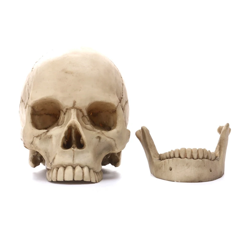 

Human Head Skull Statue Human Head Skull Statue for Home Decor Resin Figurines Halloween