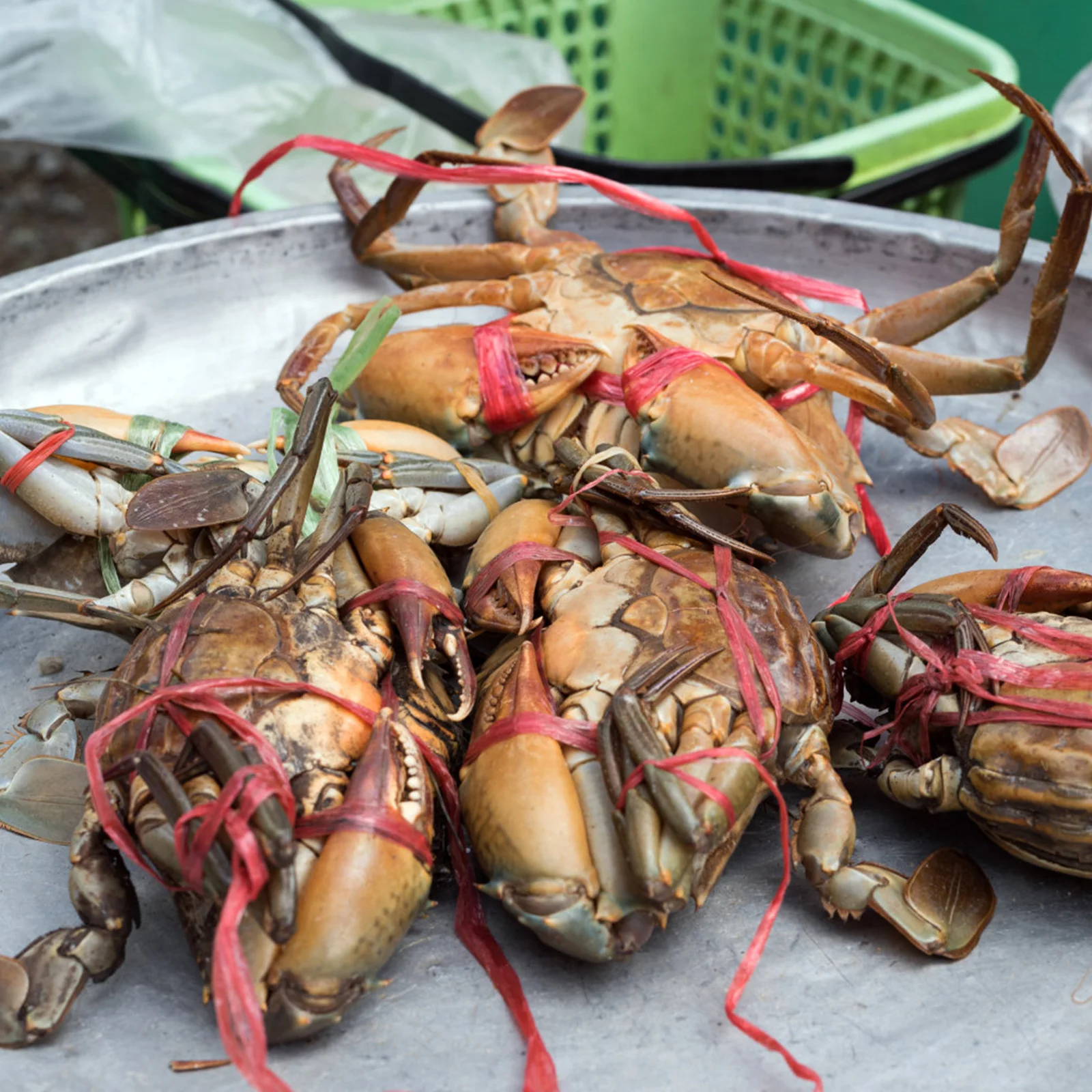 

6 Rolls Plastic Binding Rope Heavy Duty Bundle Strap for Packing Tent Backpack Cargo Securing Plastic Rope Bundle Strap