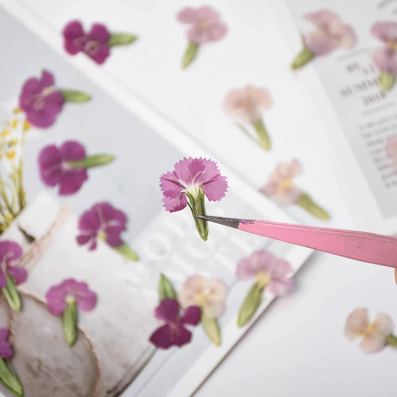 24 Stück/2–3 cm, Natur Nelke getrocknete Blume geprägte Akazie Pflaume echte Blume dekorative Fotorahmen DIY Epoxid Schmuck Blütenblatt Make-up – Detail 7