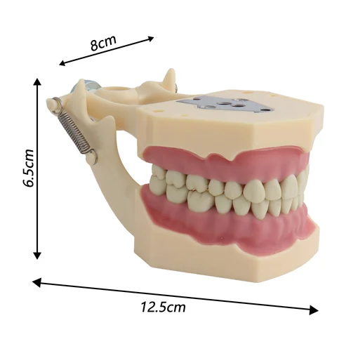 Imagen 2 del producto Modelo de 32 dientes para entrenamiento de práctica de técnico, modelo Dental estándar Typodont, modelo de enseñanza de dientes, estilo Frasaco de goma suave