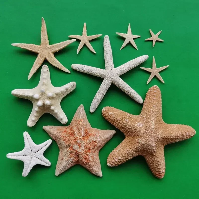 Natural Starfish Specimen Five Finger Overlord Sea Stars in The Mediterranean Sticker Wall Decorative Ornament Collection